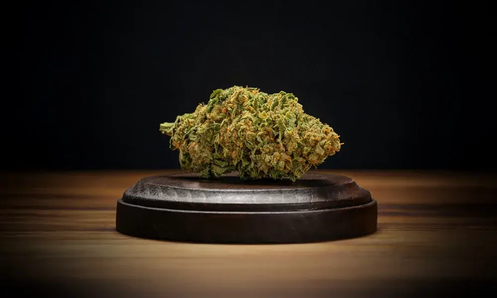 special 3281966 photo